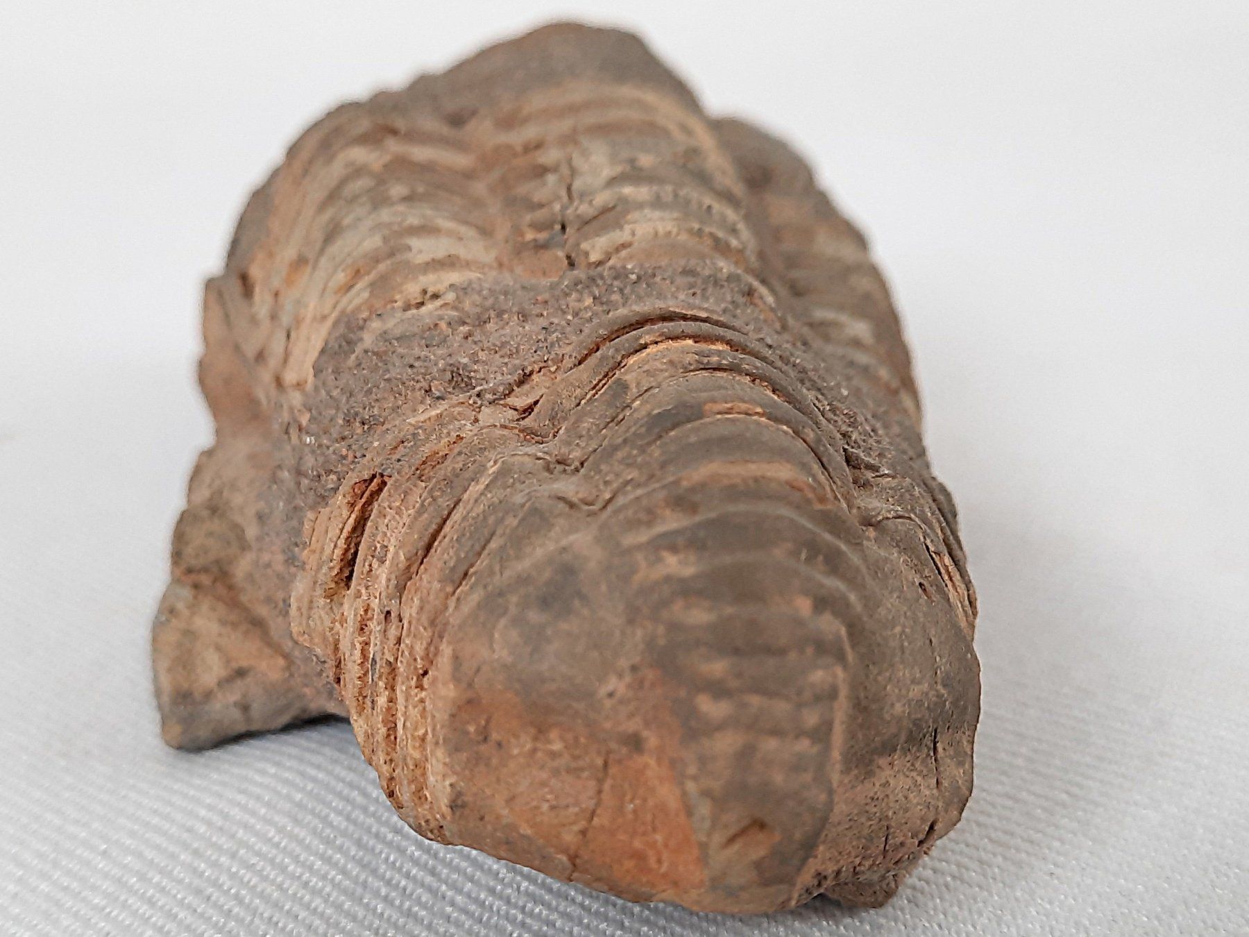 Fossili: Fossile Trilobiten – Usato da Beinwil am See venduto da Restwert_Beinwil 7