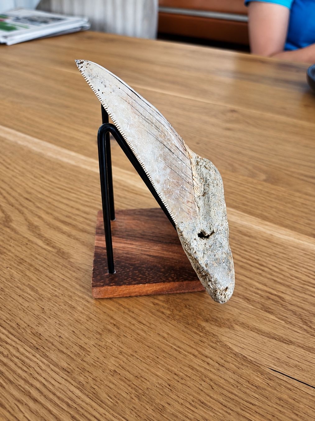 Fossili: Fossiler Megalodon Zahn 13cm – Usato da Frauenfeld venduto da Jannicstrc 2