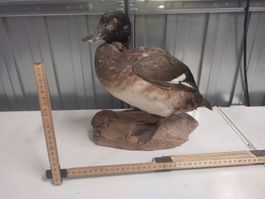 Präparierte Ente / Reiherente - Dekoration Jagd Trophäe