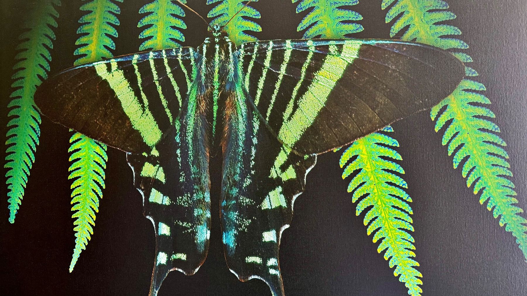 Foto & Immagini: Leinwandbild 100x75, Urania leilus – Usato da Ermatingen venduto da Atropos57 4