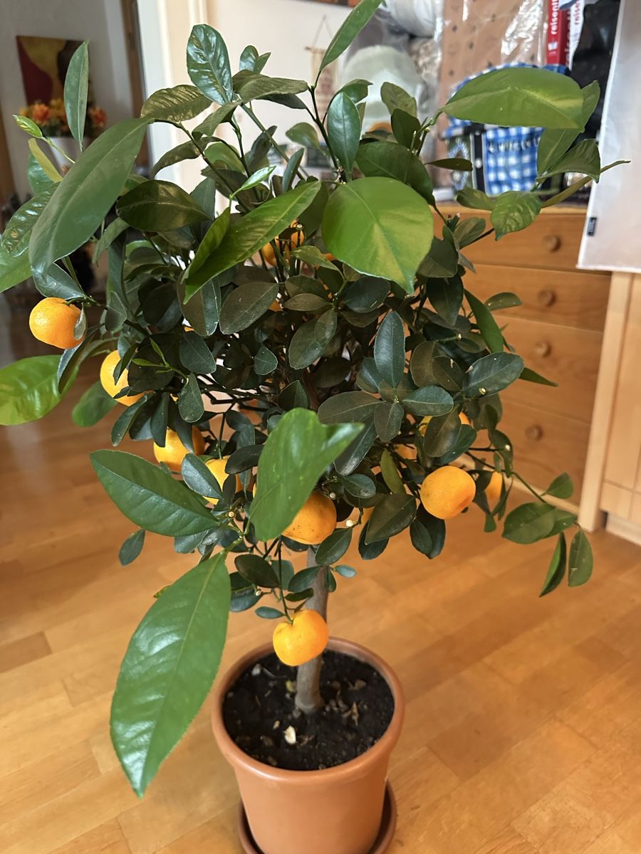 Pflanzen & Samen: Citrus Mandarinenbäumchen 85 cm – Gebraucht aus Bern von womiman 1