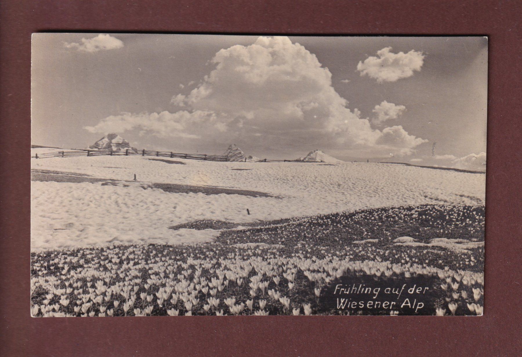 Cartoline postali: Frühling auf der WIESENER ALP – Usato da Pully venduto da nicecards