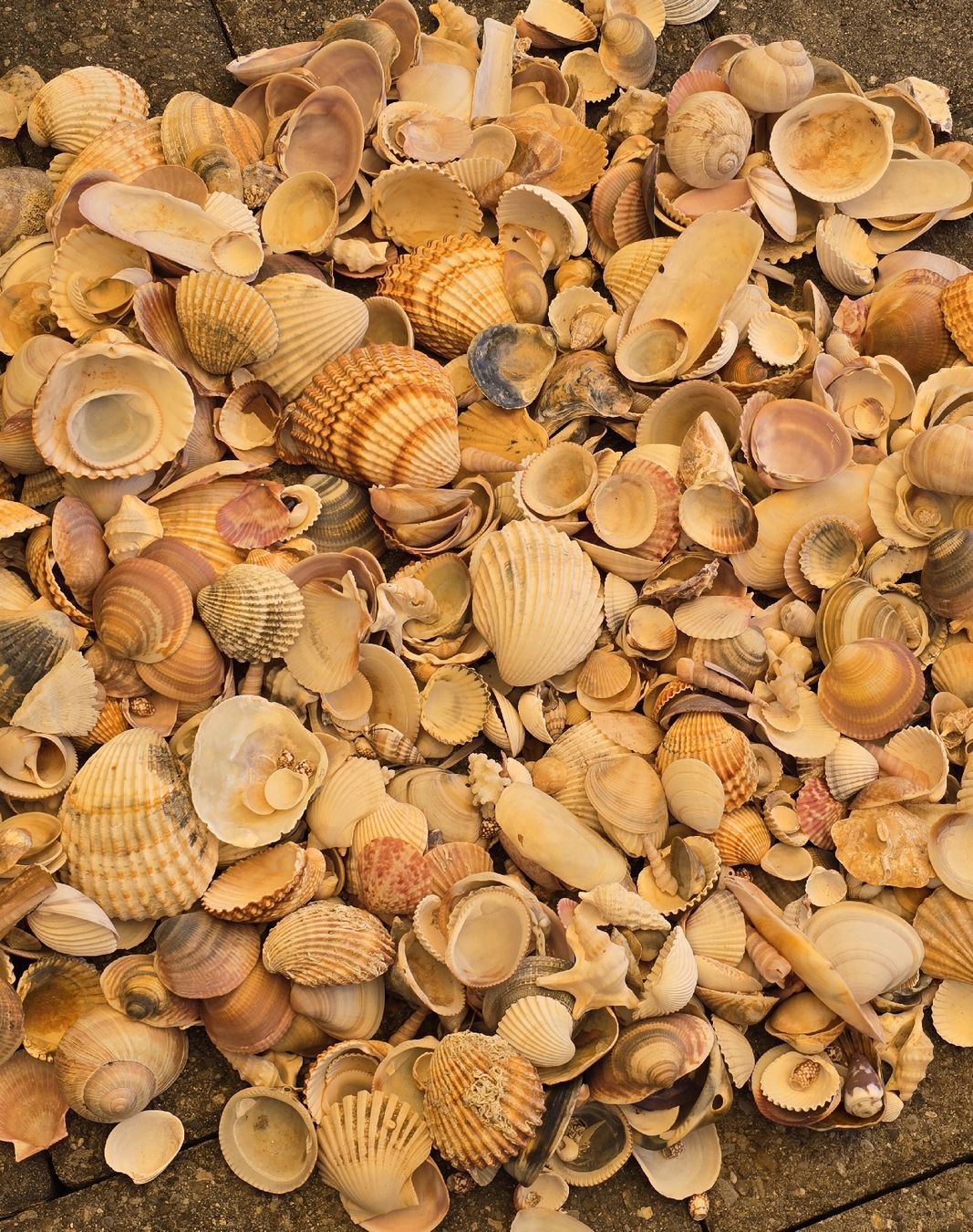 Alle Dekorationen: 3,3 Kg. Original Muscheln – Gebraucht aus Walkringen von Vanuca 6