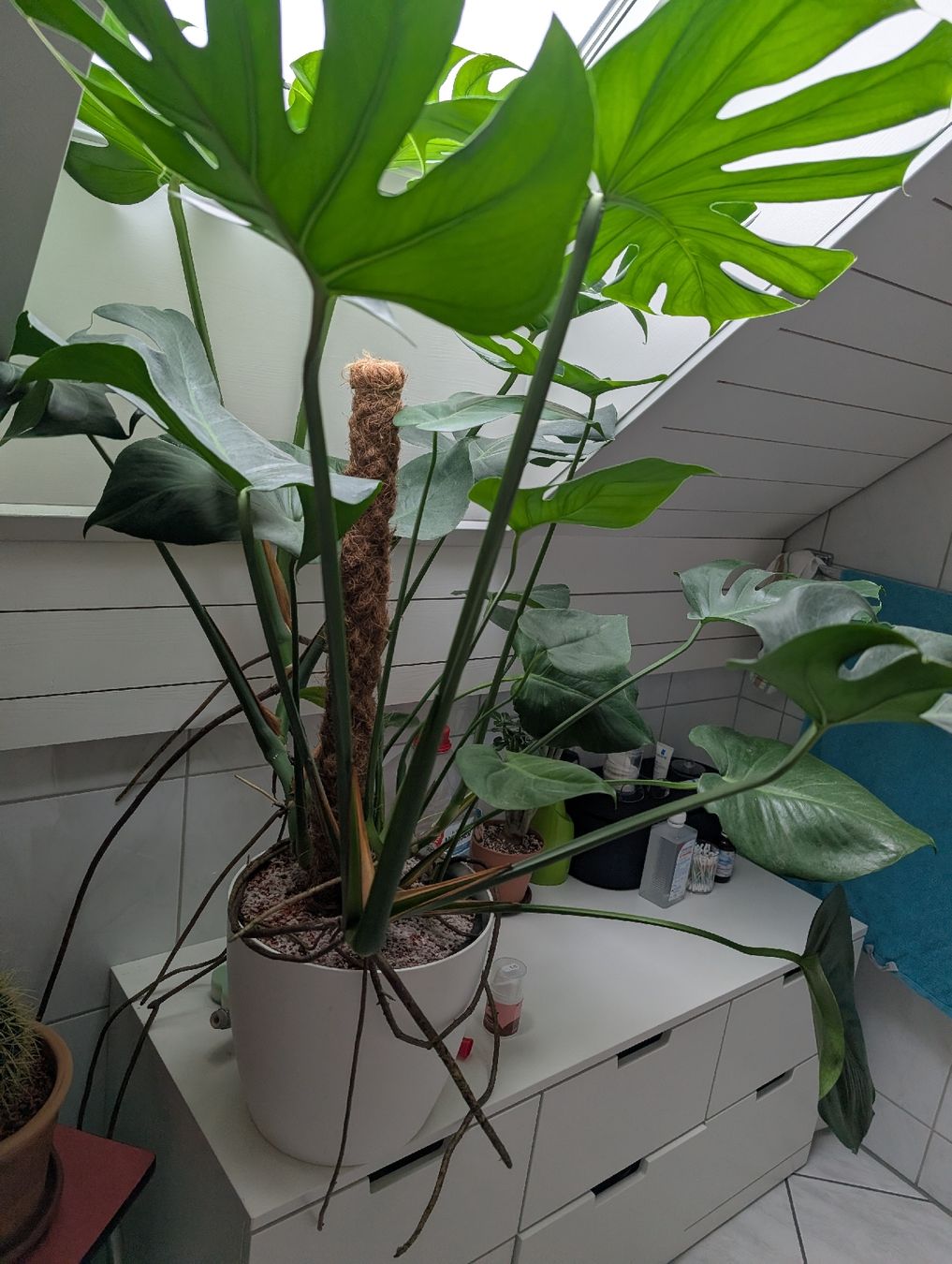 Piante & sementi: Monstera Pflanze mit Topf – Usato da Roggwil BE venduto da FCM1974 2