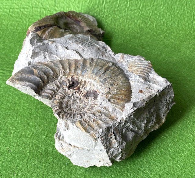 Fossili: Fossil Steinsegment mit Versteinerung – Usato da Oberrieden venduto da Ket25 3