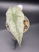 Alocasia Amazonica Mint Variegata (2-3)
