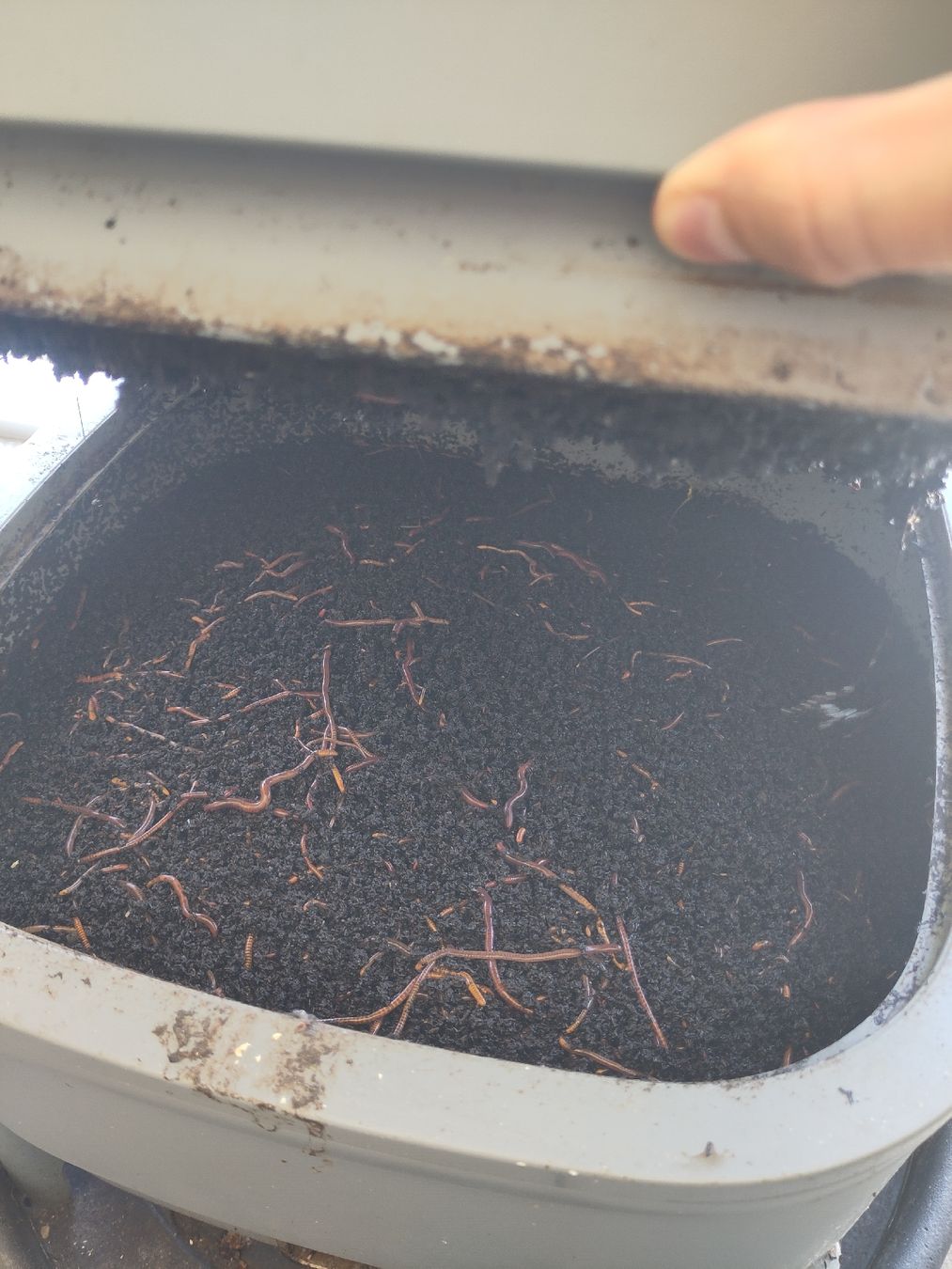 Box contenitori: Compost de balcon compact avec lombrics  – Usato da Fribourg venduto da Mistercactus 2