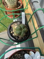 Gymnocalycium horstii buenekeri