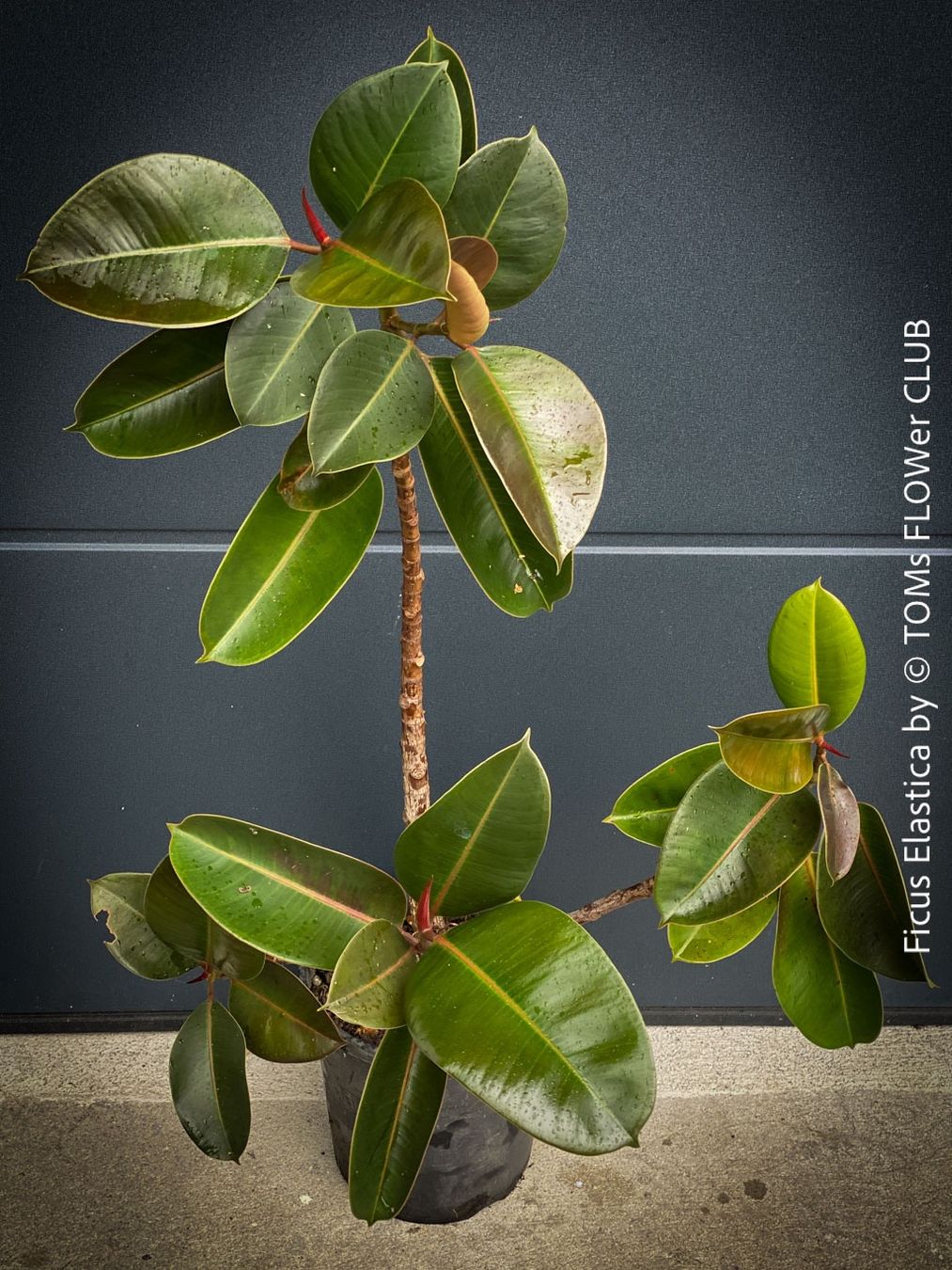 Piante & sementi: Ficus Elastica - satt grünes Gummi-Baum – Nuovo e nell'imballaggio originale da Adliswil venduto da astom369 3