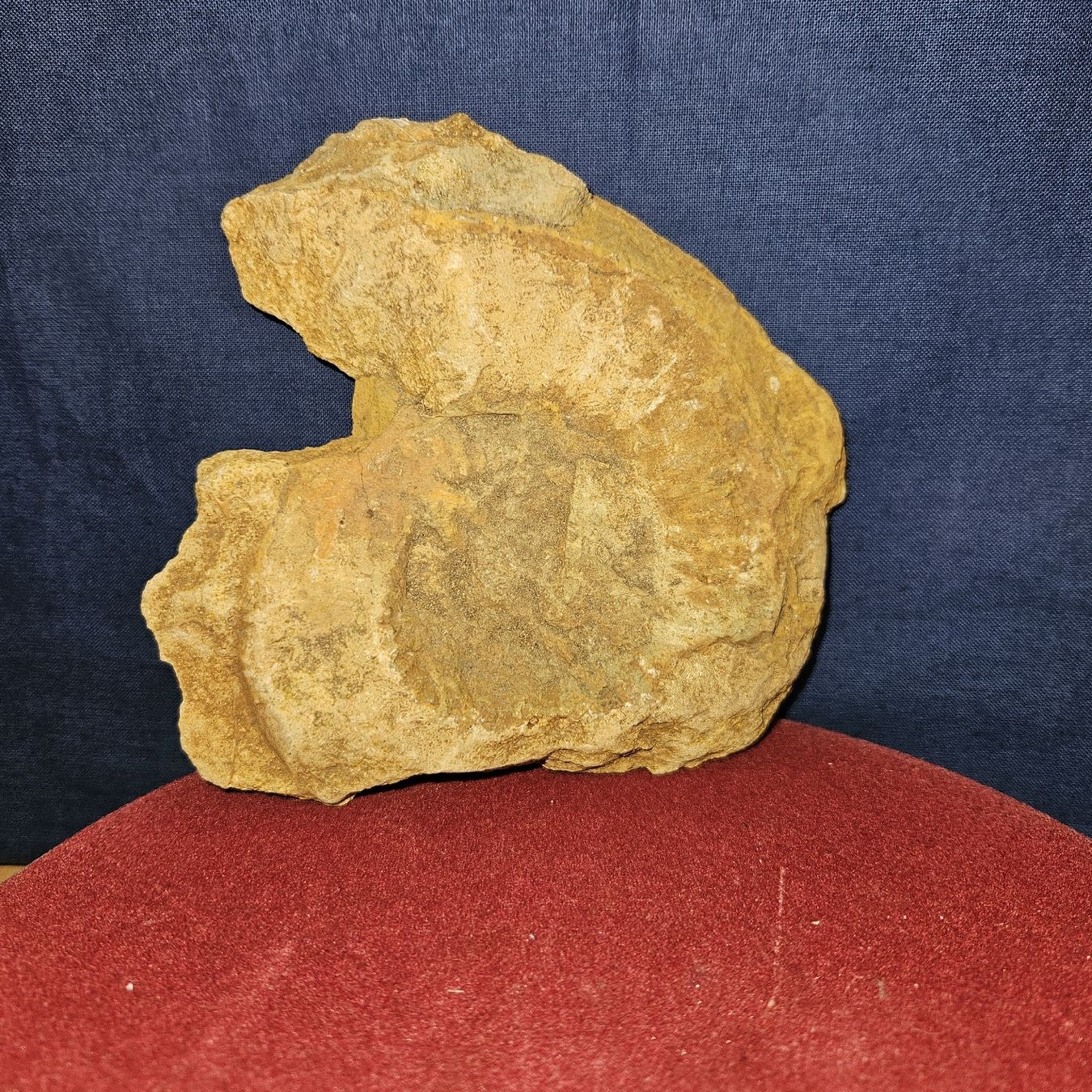 Fossilien: Grosser Ammonit / Fossil ca. 13cm – Gebraucht aus Kriens von gra_fhn7 2