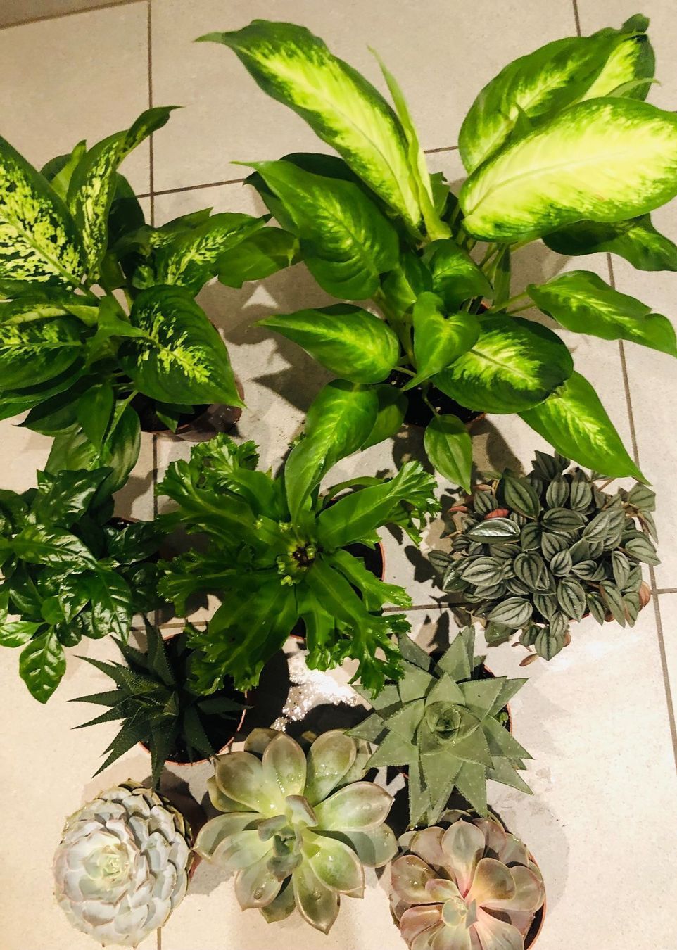 Pflanzen & Samen: 10 STK Sammlung von Pflanzen 10-30cm – Neu und originalverpackt aus Rovio von POSITIFFARTandPLANTS 4