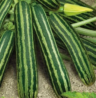 Piante & sementi: ZUCCHETTI / ZUCCHINI Lajkonik gestreift / 3 Samen – Nuovo (secondo la descrizione) da Hinteregg venduto da ERFOLG78