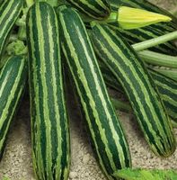 ZUCCHETTI / ZUCCHINI Lajkonik gestreift / 3 Samen