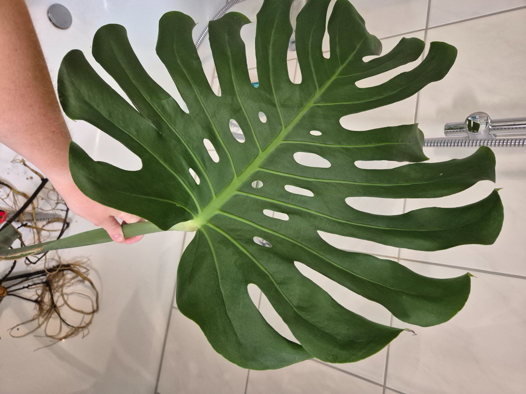Piante & sementi: Riesensteckling Monstera Deliciosa – Nuovo (secondo la descrizione) da Mols venduto da s3lin4splnts