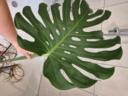 Riesensteckling Monstera Deliciosa