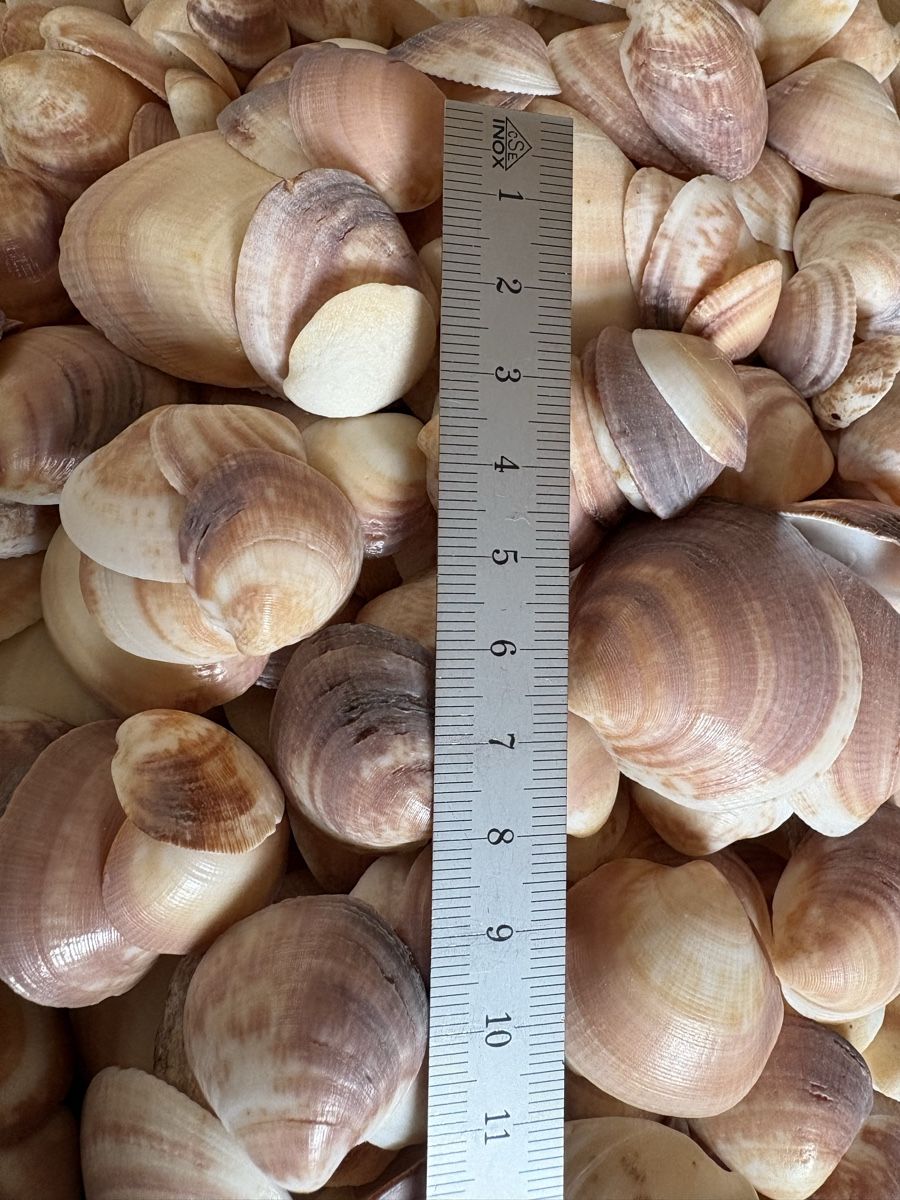 Tutte le decorazioni: über 3 kilo Muscheln – Usato da Rümlang venduto da resale35 3