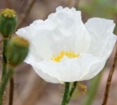 Pflanzen & Samen: 50 SAMEN GRAINES SEMI SEEDS WEIßER MOHN – Neu und originalverpackt aus Rovio von POSITIFFARTandPLANTS 1