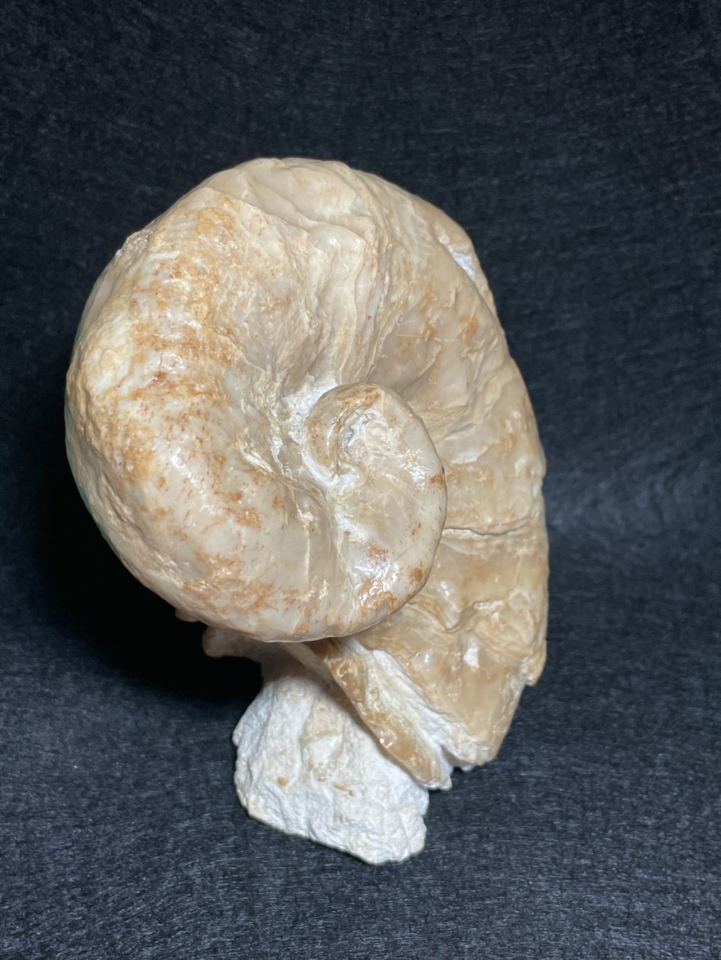 Fossili: Grande Huitre spiralée, rare – Nuovo (secondo la descrizione) da Cernier venduto da Tashi_Delek 5
