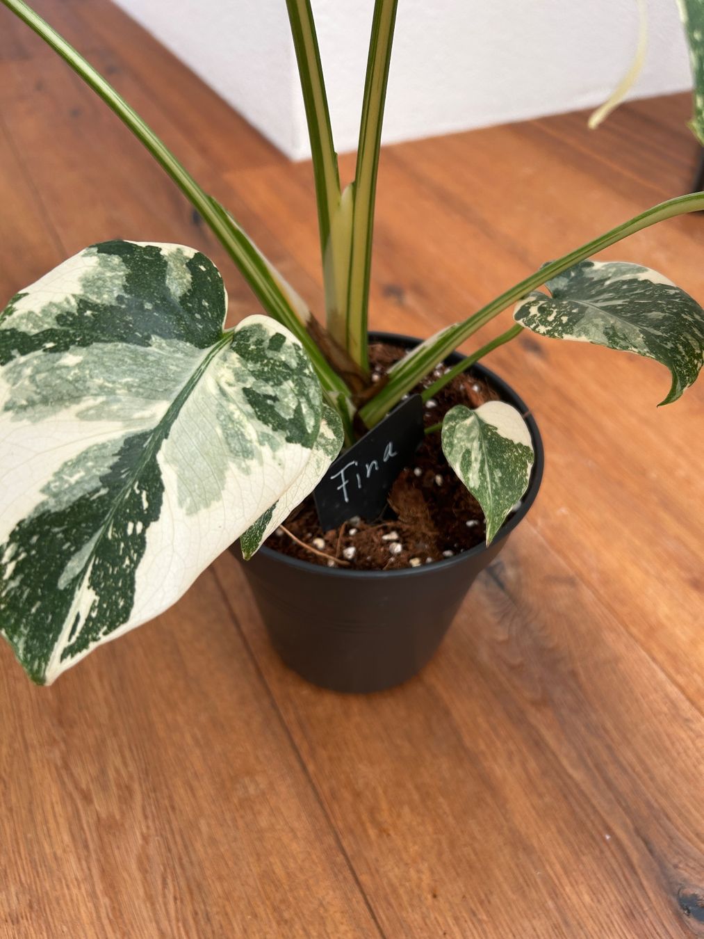 Piante & sementi: Monstera Thai Constellation💚 – Usato da Wattwil venduto da Mikesplantshop 3