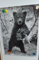 Wandbild Bär Schwarzweiss Natur Motiv Poster 40x60cm