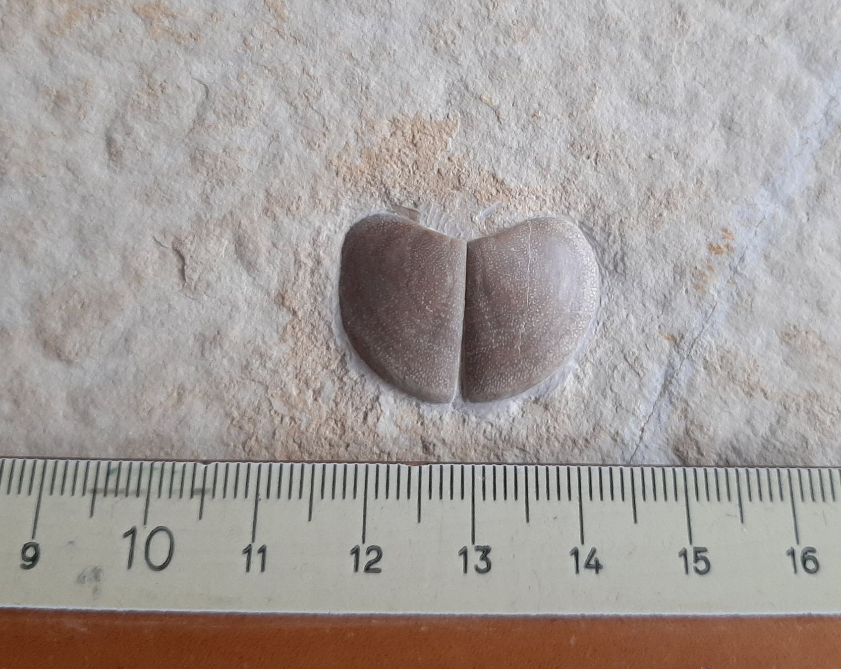 Fossili: Fossiler Ammoniten Kiefer und/oder Verschluss Deckel – Usato da Rickenbach BL venduto da Oktober68 3