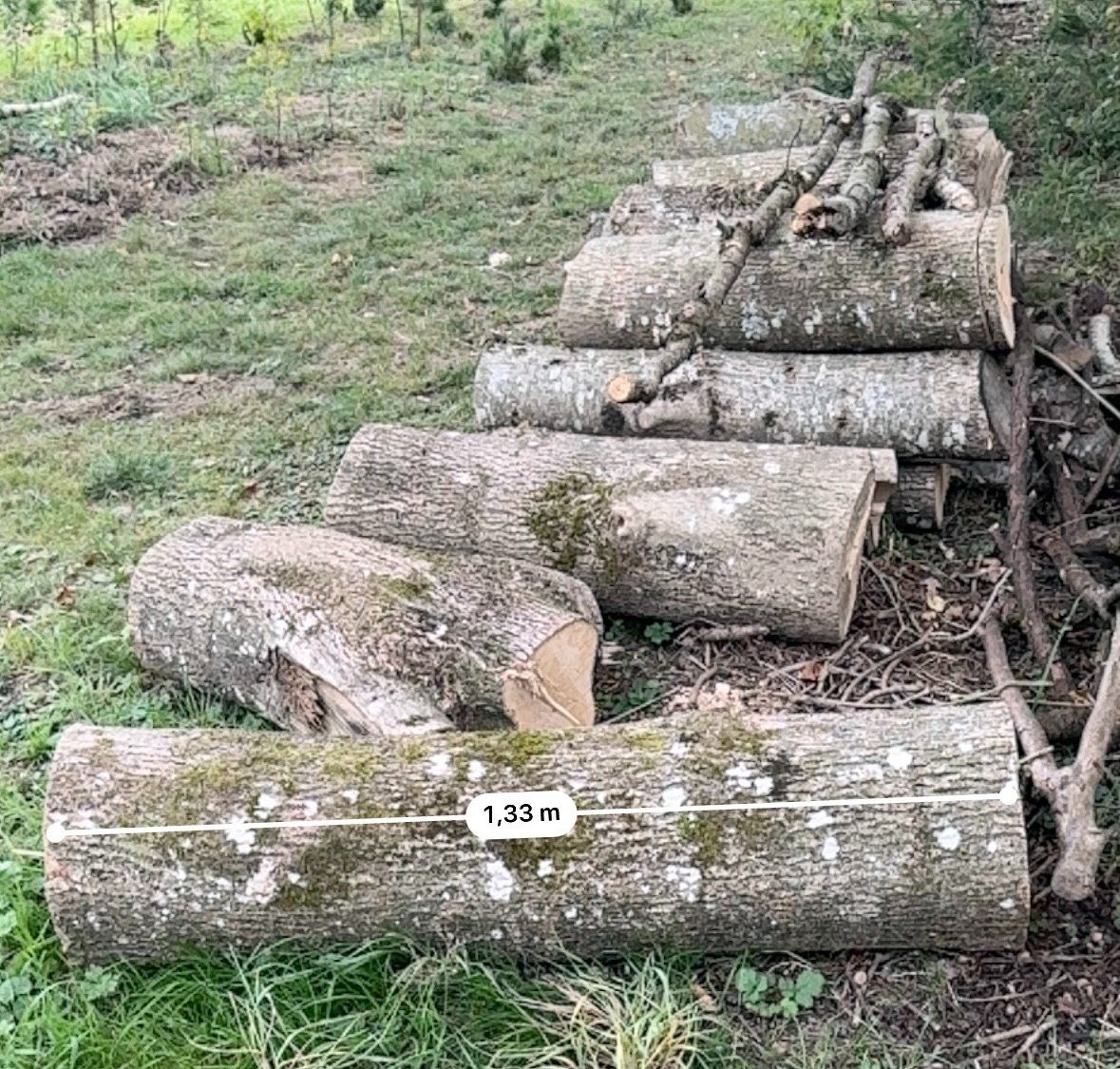 Articoli in legno: Holz Esche - Laubholz – Usato da Villmergen venduto da eschaton5 2