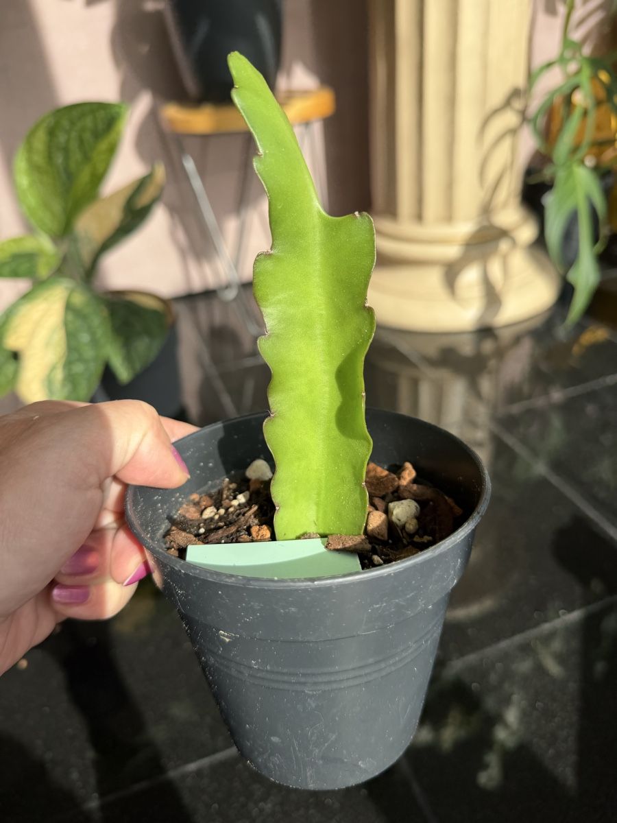Piante & sementi: Epiphyllum frühlingsgold – Nuovo (secondo la descrizione) da Buchrain venduto da Stetoscop