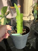 Epiphyllum frühlingsgold