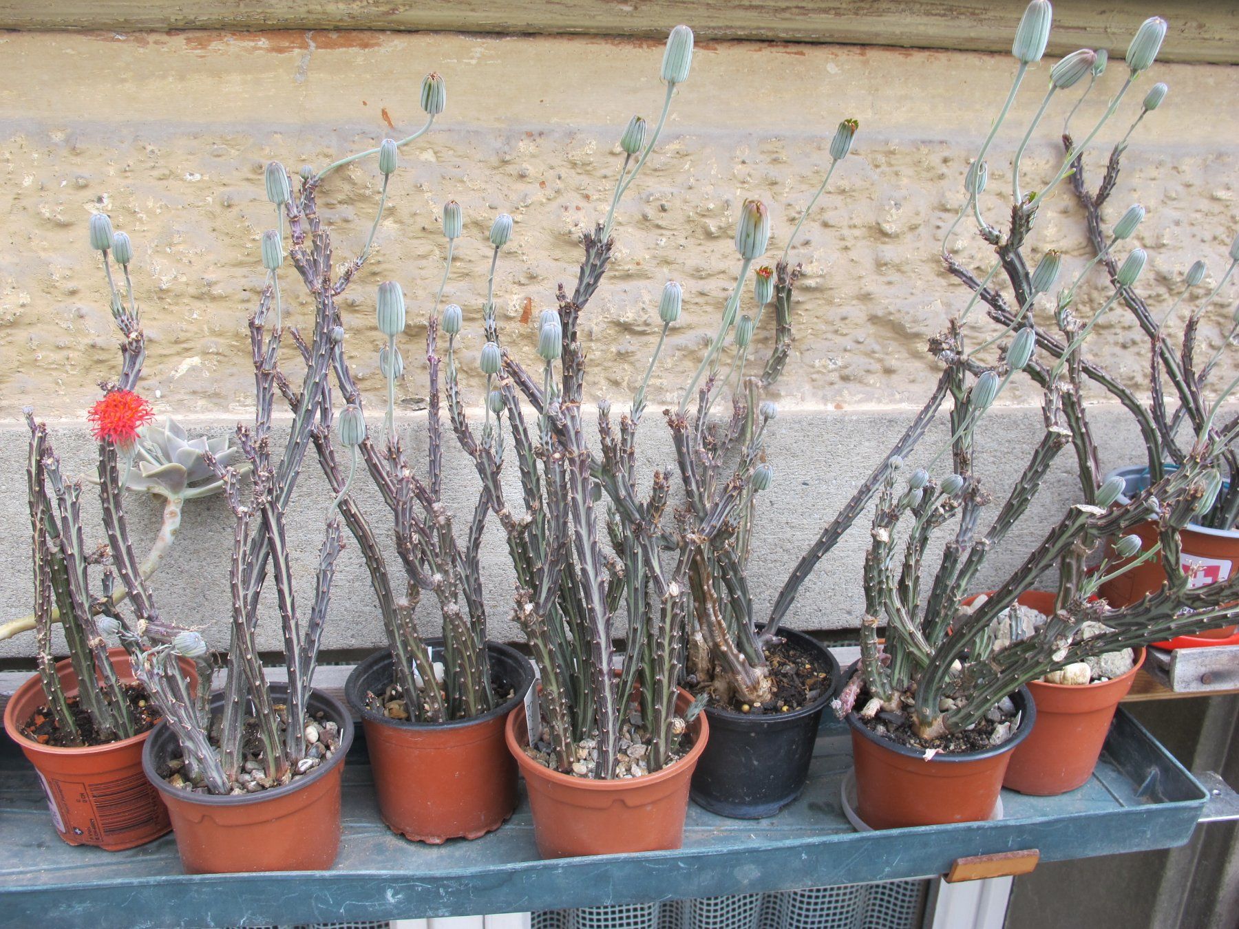 Piante & sementi: Sukkulent   Senecio stapeliiformis – Usato da Emmenbrücke venduto da Tacitus0 3