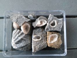 Fossil Schweiz