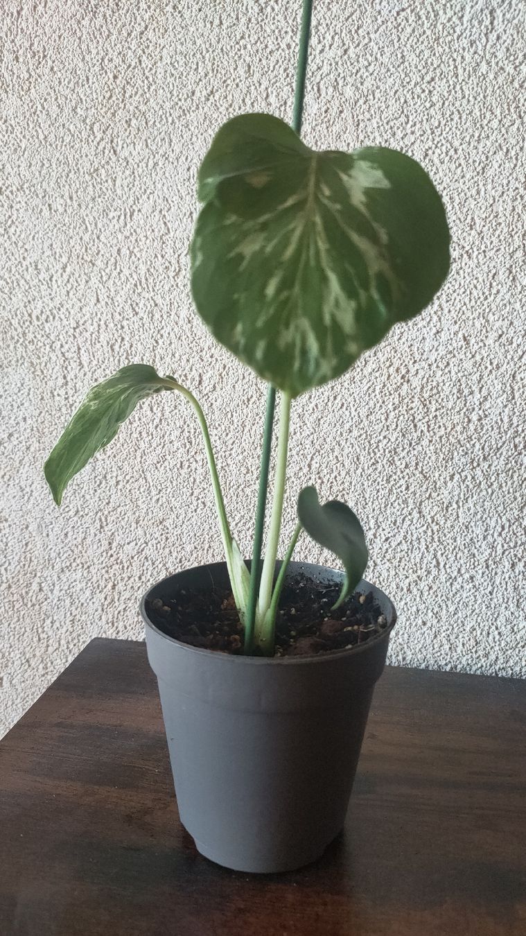 Piante & sementi: Monstera bulbasaur moyenne  – Nuovo (secondo la descrizione) da St-Aubin-Sauges venduto da may_2yrv 1