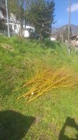 Piante Salice