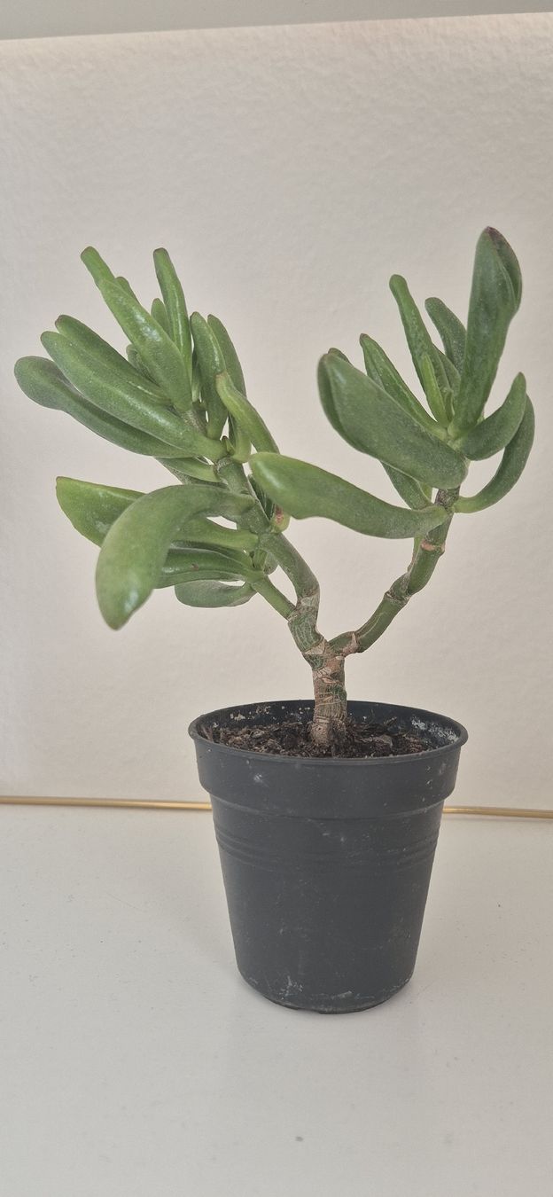 Plantes & graines: Sukkulente im Topf,, ca. 18cm – D'occasion à Zürich par 833_w68v 1