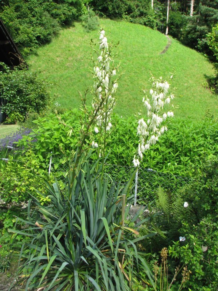 Pflanzen & Samen: Yucca - Jungpflanze – Gebraucht aus Krattigen von markus63 4