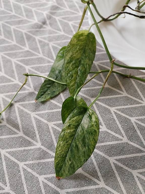 Piante & sementi: Epipremnum Pinnatum Cebu Blue Variegata – Usato da Schwaderloch venduto da bademeister79 1