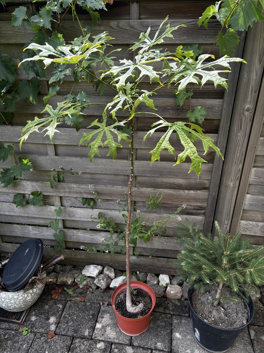 Plantes & graines: Australischer Flammenbaum – D'occasion à Aarburg par TC92 1