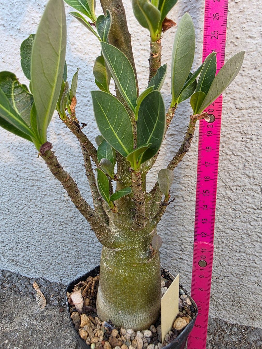 Piante & sementi: Adenium arabicum "MKMK" / Wüstenrose – Nuovo (secondo la descrizione) da Thalheim venduto da silvara01 3