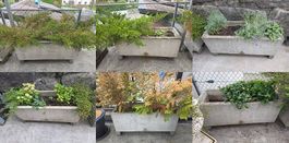 6 Blumentrog / Blumentröge Beton mit Pflanzen 45x45x120cm