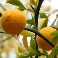 Poncirus trifoliata (citronnier rustique  -15)  RARE 15-20cm