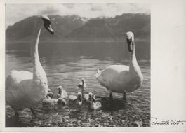 Fotokarte E. Matter, Montreux, Schwäne