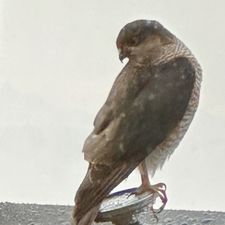 Profile image of loeffi02