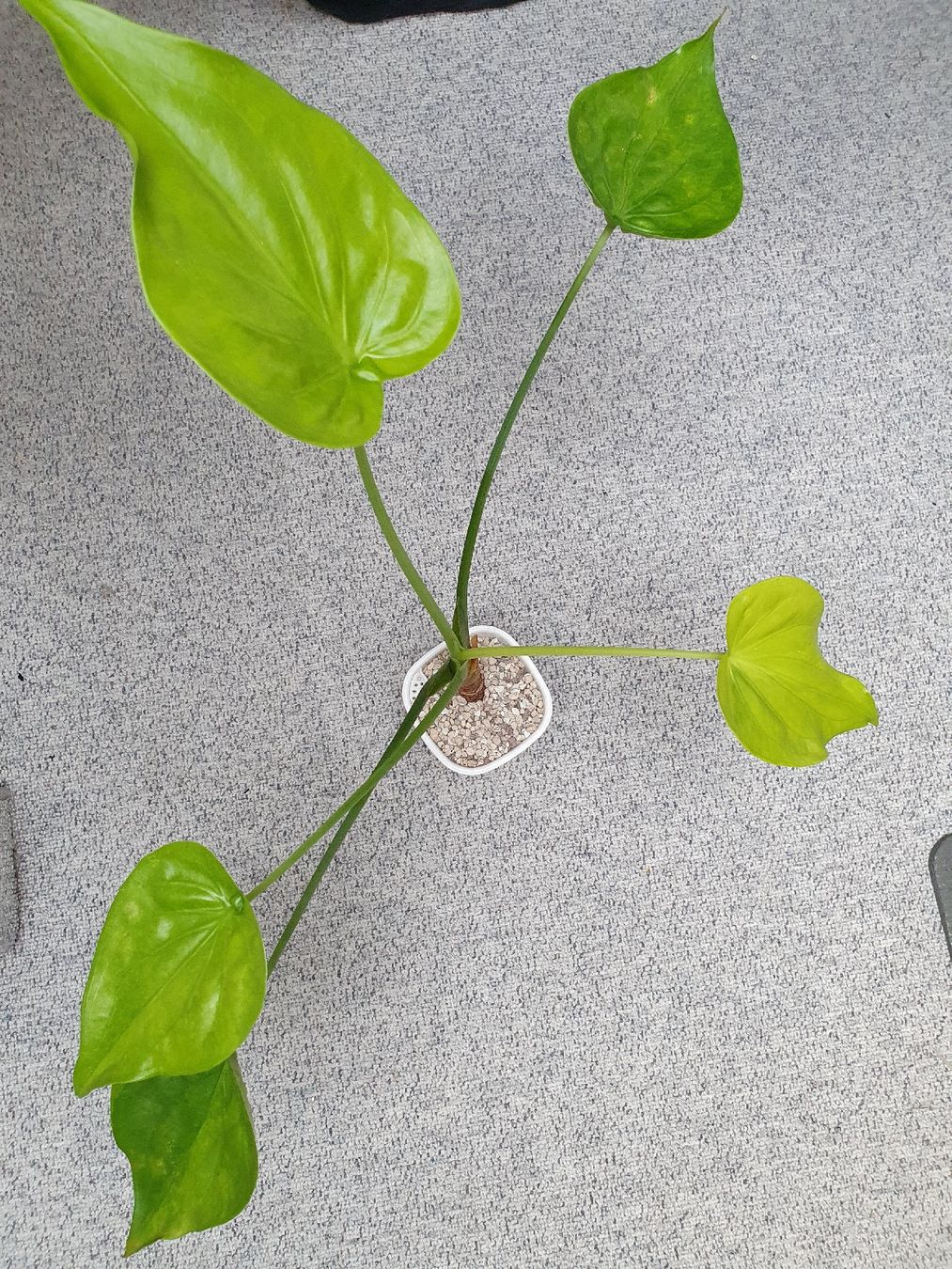Plantes & graines: Alocasia Cucullata Aurea – D'occasion à Erlinsbach SO par Lea030 2
