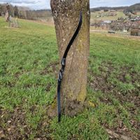 Bogen Pfeilbogen 50lbs