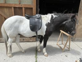 Islandpferd Sattel HRIMNIR