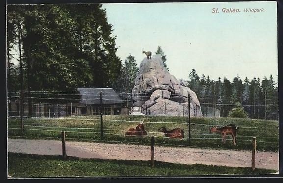 Ansichtskarten: AK St. Gallen, Wildpark mit Rehen, 1908 – Gebraucht aus Berlin von bartko-reher