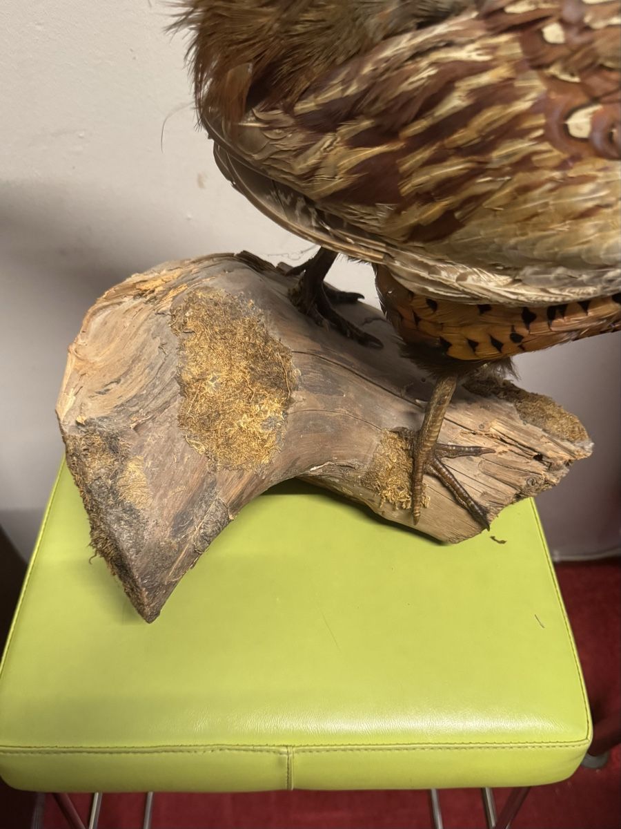 Sculptures & Statues: Skulptur  – D'occasion à Schlieren par Freundlich02 4
