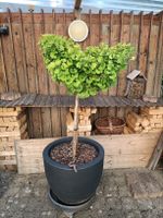 Gesunder Ginkgo Biloba