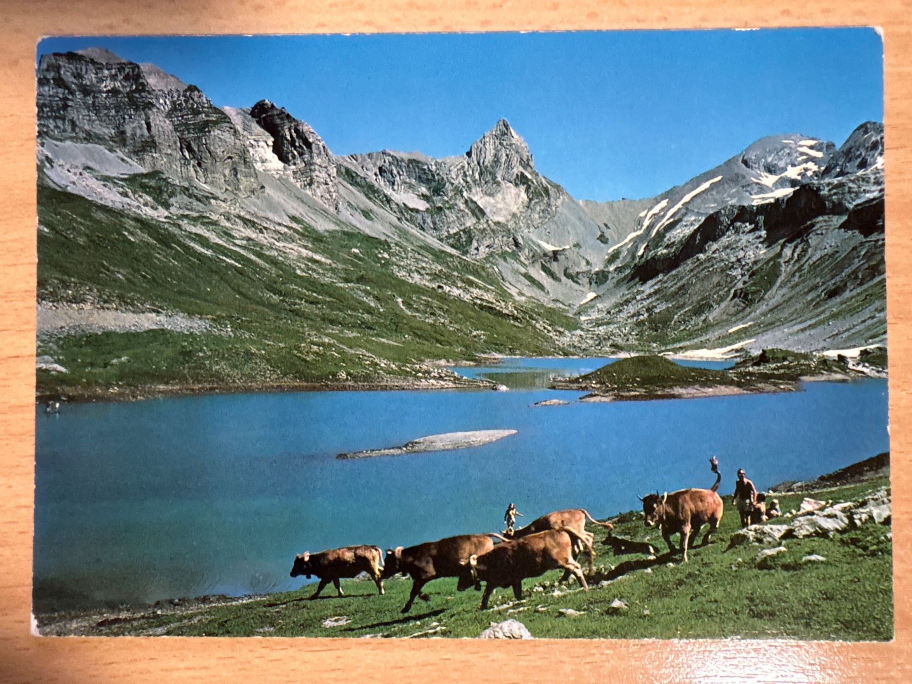Cartoline postali: Ansichtskarte Glattalp mit Kühen – Usato da Ibach venduto da lisch3