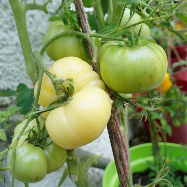 Piante & sementi: 30 Samen WHITE BEAUTY Tomate – Nuovo (secondo la descrizione) da Ehrendingen venduto da VerveinaSamen 5