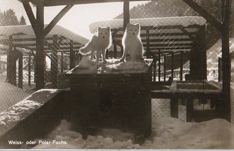Cartoline postali: Gstaad, Alaska-Fox - Farm – Usato da Aarburg venduto da Aare10